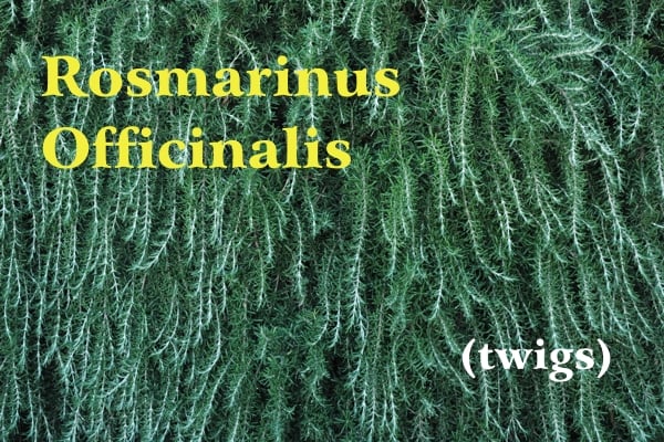 Dark green hanging sprigs of organic rosemary in Chianti, yellow writing: Rosmarinus Officinali and white writing: (twigs)