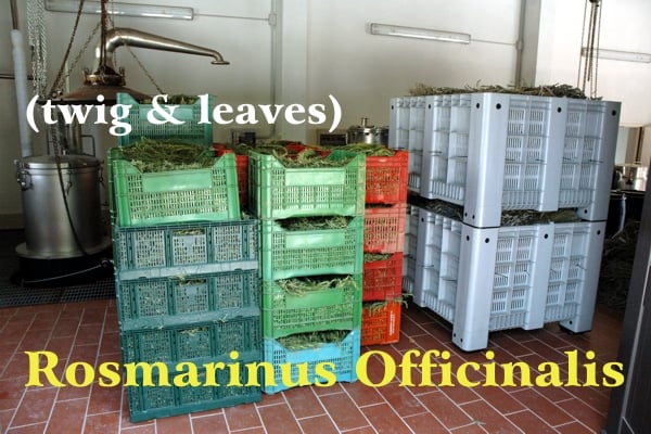 Plastic containers and green, red and gray boxes with green rosemary in the Casalvento distillery ready to be distilled, yellow writing: Rosmarinus officinalis