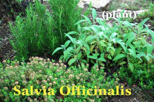 Immagine di pianta di Salvia Officinalis con foglie verdi chiare vicino a pianta di rosmarino e timo in fiore, scritta gialla Salvia Officinalis