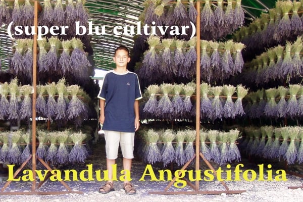 Alessandro Domini with sandals on his feet as a boy in front of collections of super blue lavender flowers arranged for drying under an awning