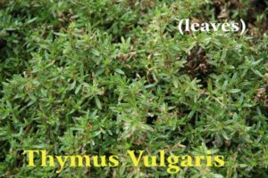 Particolare della pianta del timo a primavera, piccole foglie verdi su rametti, scritta gialla Thymus Vulgaris