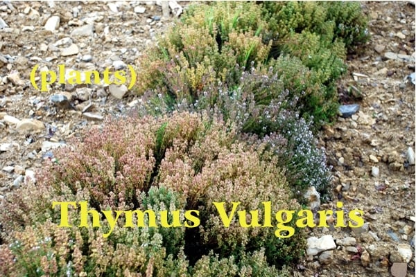 Grosse piante di timo in fiore con foglie verdi e fiori bianco marrone su un terreno calcareo delChianti, Scritta gialla Timo Vulgaris