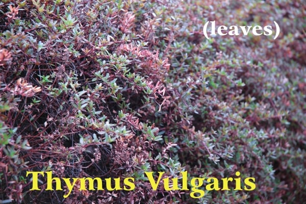 Pianta di timo in un giardino aromatico con flglie verdi e rosse; scritta gialla Timo Vulgaris