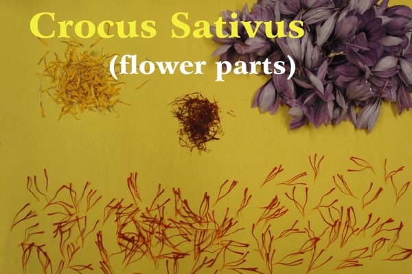 A cluster of yellow saffron stamens top left, numerous fresh red stigmas below, brown dried stigmas in the center and a cluster of purple leaves top right; Yellow writing: Crocus Sativus and white: (parts of the flowers)