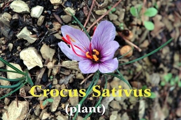 Blue flower with 6 saffron petals with 3 red stigmas and 3 yellow stamens against the background of the ground and some green filiform leaves; yellow writing: Crocus Sativus and white: (plant) Icona di Verificata con community