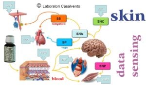 Immagine dei segnali di comunicazione nervosa fra il cervello, cuore, pelle, muscoli e cuore, collegati da frecce. Flacone di Lavanda del Chianti con scritte blu skin e data sensing