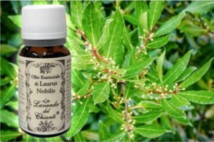 Pure Laurel essential oil for food and pharmaceutical uses