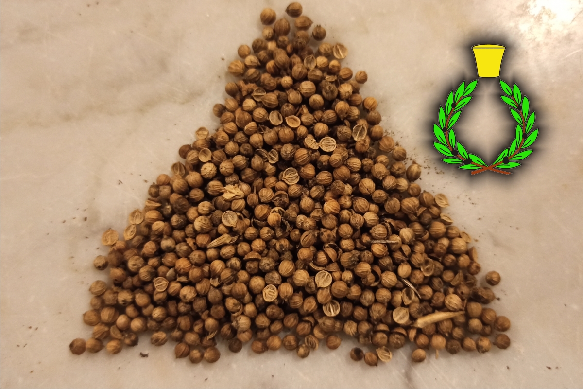 Small and aromatic brown Tuscan coriander seeds on a light background with a green laurel wreath and a yellow brass cap in the upper right corner