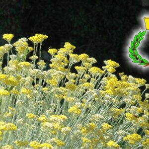 Yellow flowers of Helichrysum Italico on a black background and green laurel wreath with yellow brass cap in the upper right corner, symbol of Casalvento
