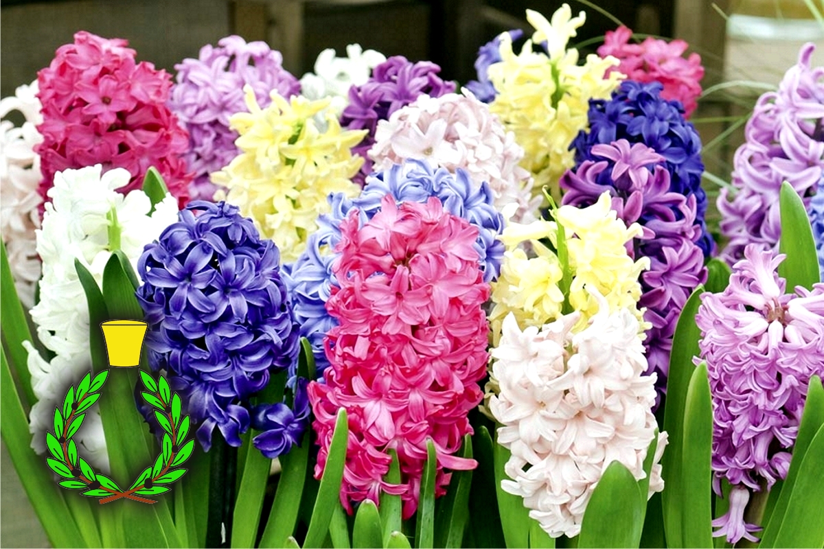 White, blue, red purple and yellow hyacinth flowers amidst green leaves at the bottom left the green and yellow symbol of Casalvento