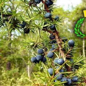 Juniper berry with green needles against the background of a Tuscan forest; symbol of Casalvento with a green laurel wreath and a yellow brass cap on top
