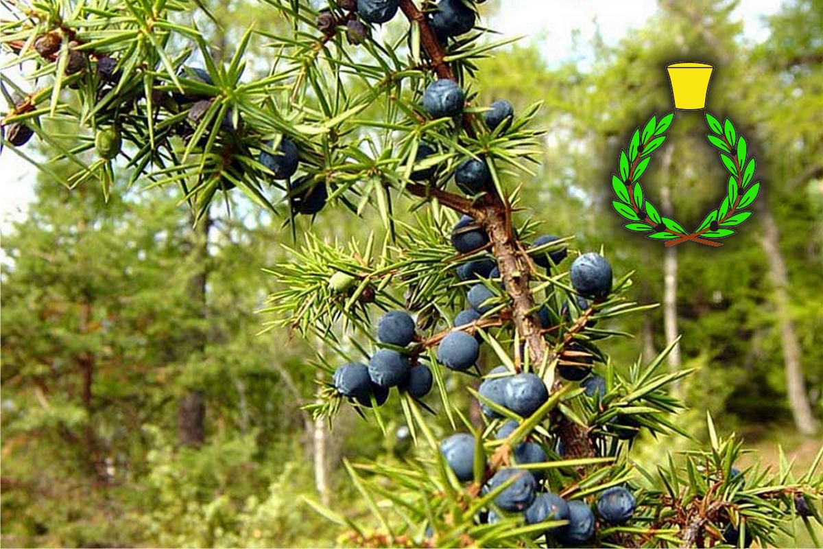 Juniper berry with green needles against the background of a Tuscan forest; symbol of Casalvento with a green laurel wreath and a yellow brass cap on top
