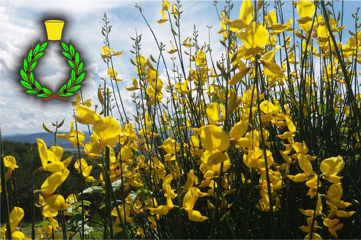 Broom flowers on the Chianti landscape, green laurel wreath with a yellow perfume cap on top