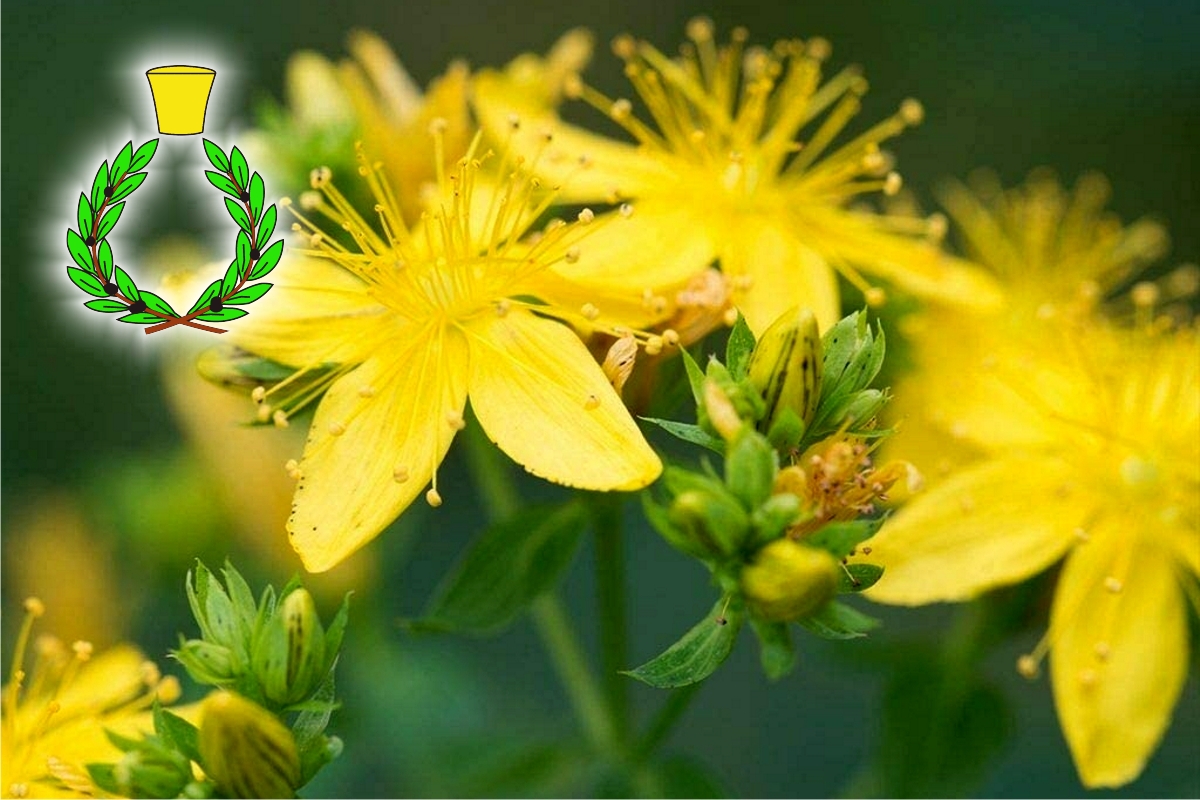 Yellow flowers of St. John's wort on a background of green leaves, Casalvento Laboratories logo at the top left