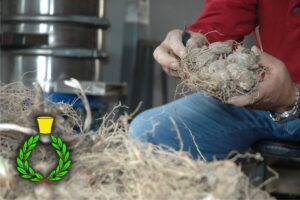 Pulitura manuale della radice di giaggiolo toscano nella nostra azienda agricola nel Chianti; mani che toccano le radici e corona verde e giallo simbolo di Casalvento