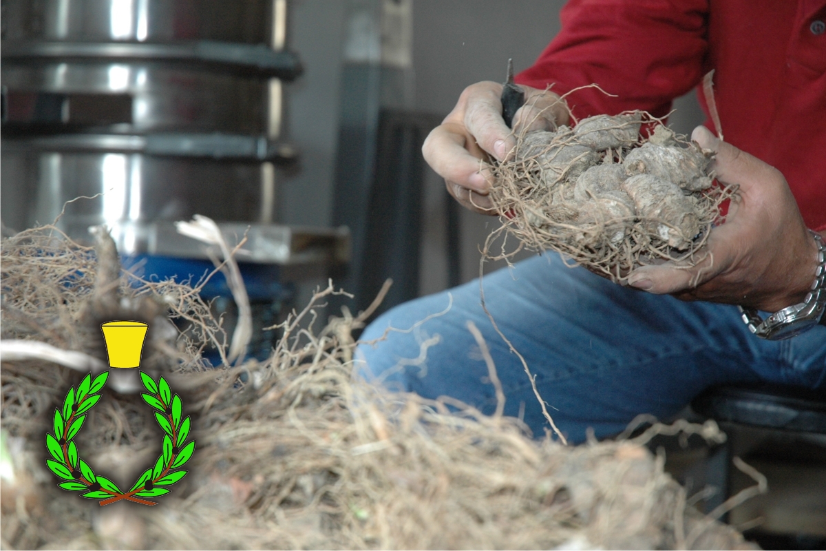 Manual cleaning of the Tuscan orris root in our farm in Chianti; hands touching the roots and green and yellow crown symbol of Casalvento