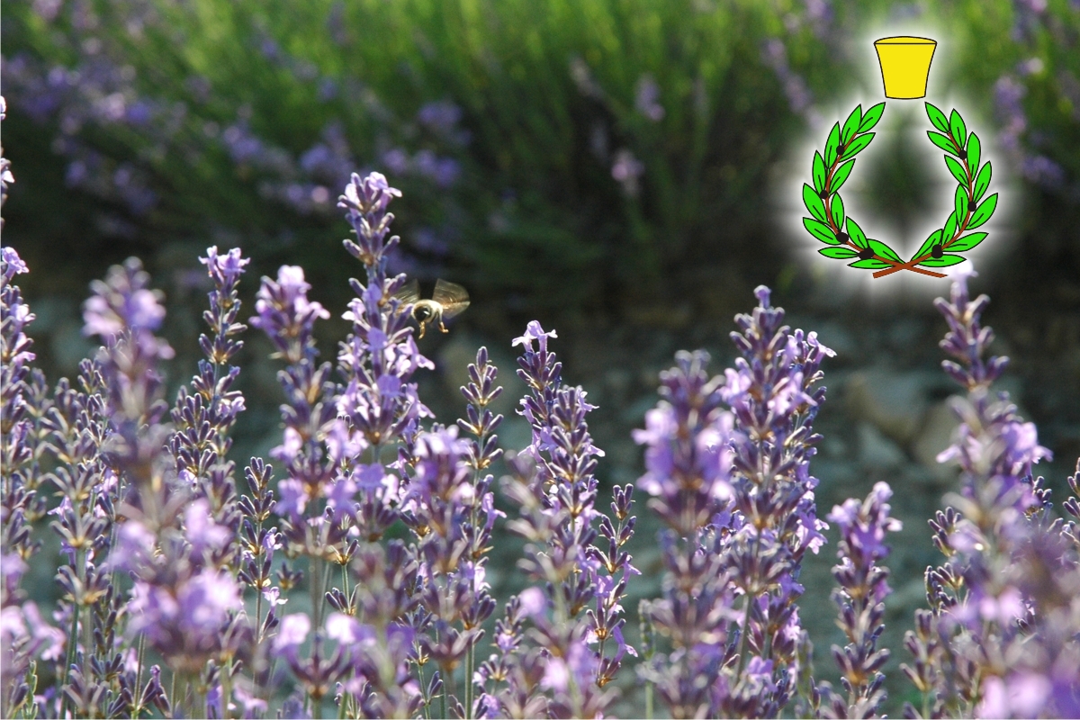Blue lavender flowers on a green panoramic background in Casalvento, Casalvento Laboratories logo at the top right