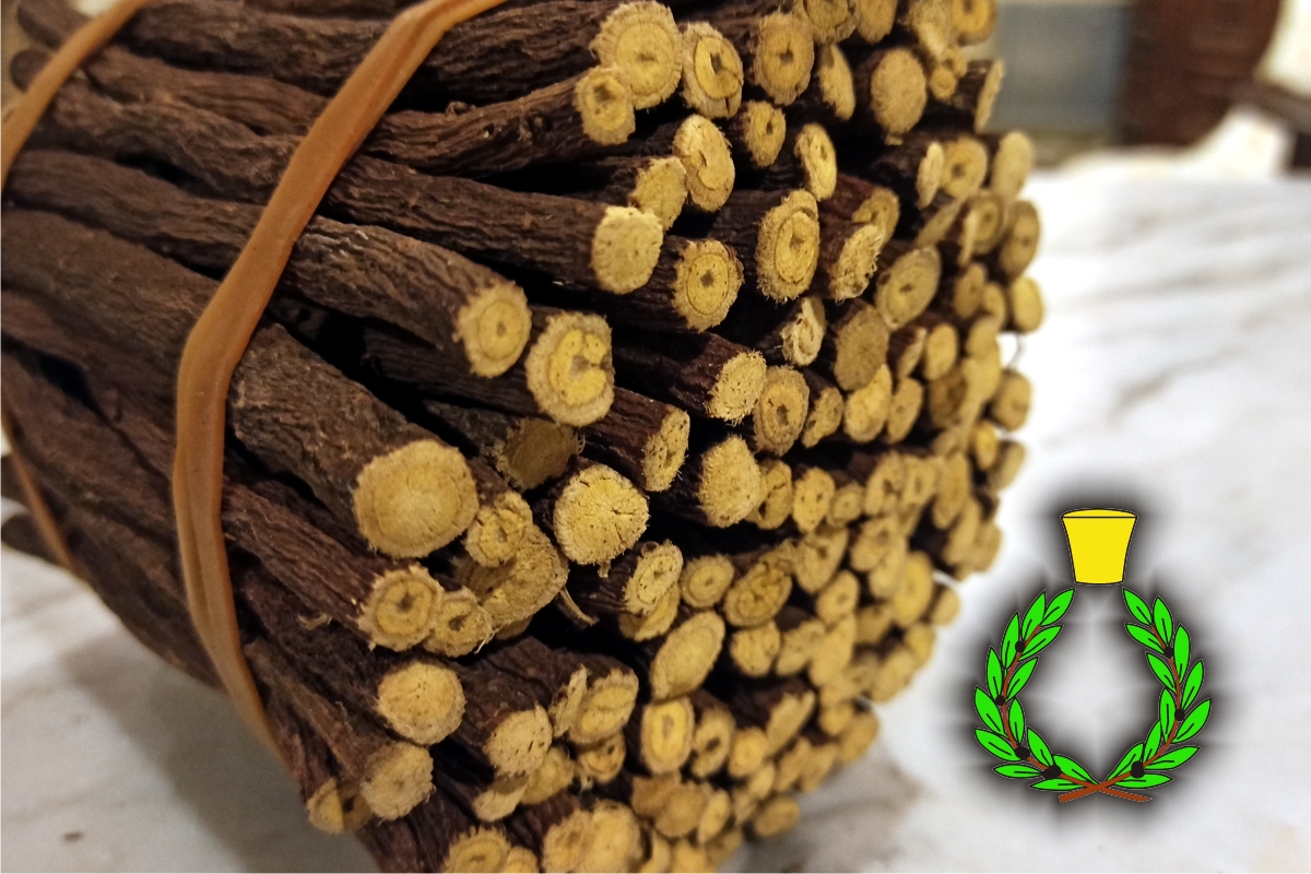 Bunch of licorice roots cleaned by hand and held by an elastic band symbol of the Casalvento Laboratories in green and yellow