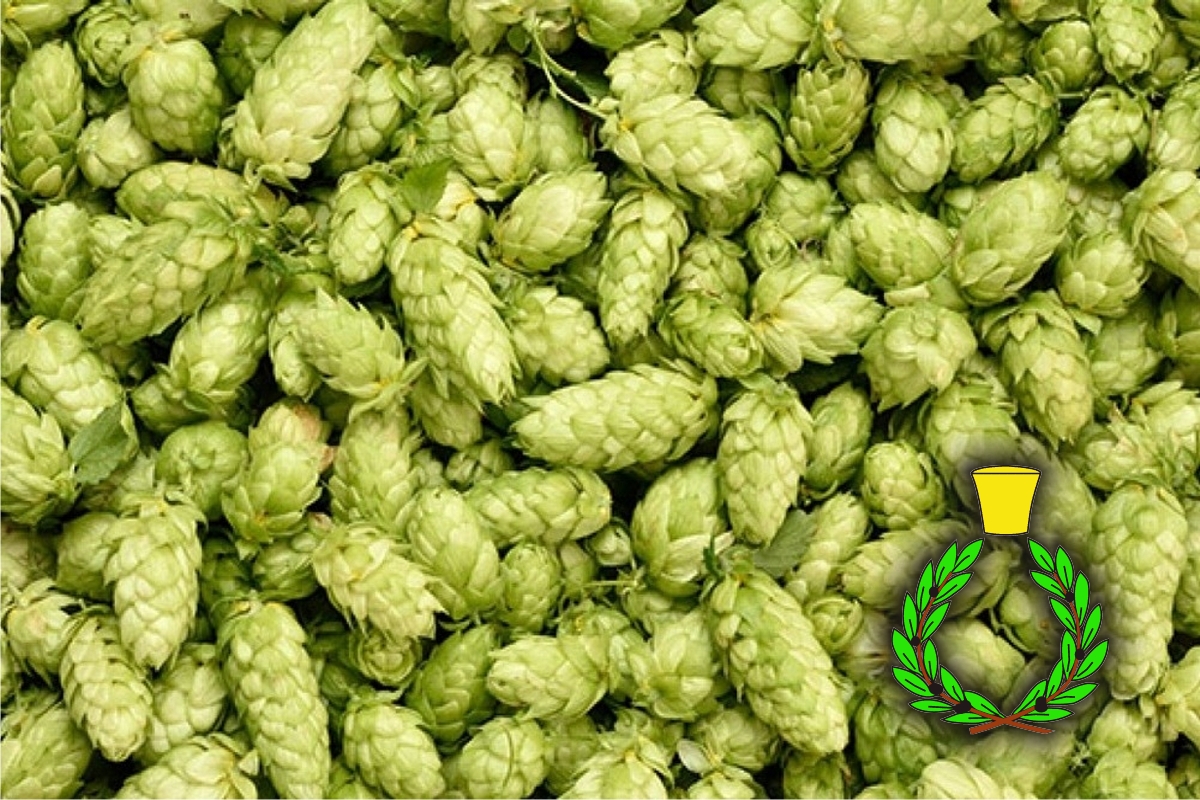 Green male and female hop flowers hand-picked and processed in the Casalvento Laboratories, green crown symbol and yellow cap