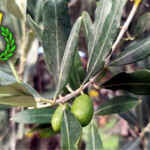Rametto di olivo con olive e foglie pendenti nel Chianti corona di alloro verde con tappo giallo sopra