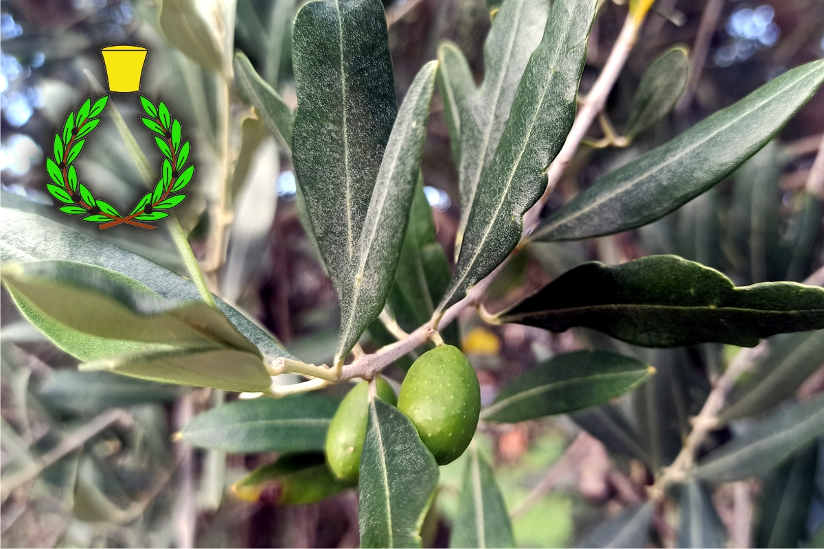 Olive sprig with olives and hanging leaves in Chianti green laurel wreath with yellow cap above