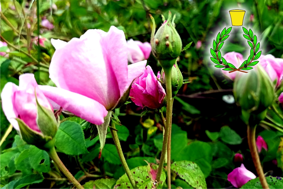 Small pink buds of Damascus rose flowers on green leaves background with green laurel wreath and yellow cap