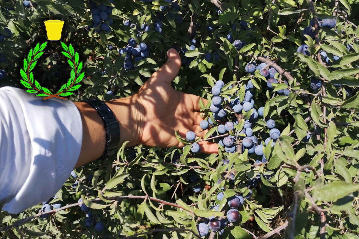 Hand picking blue fruit among small green leaves. Plum thorns