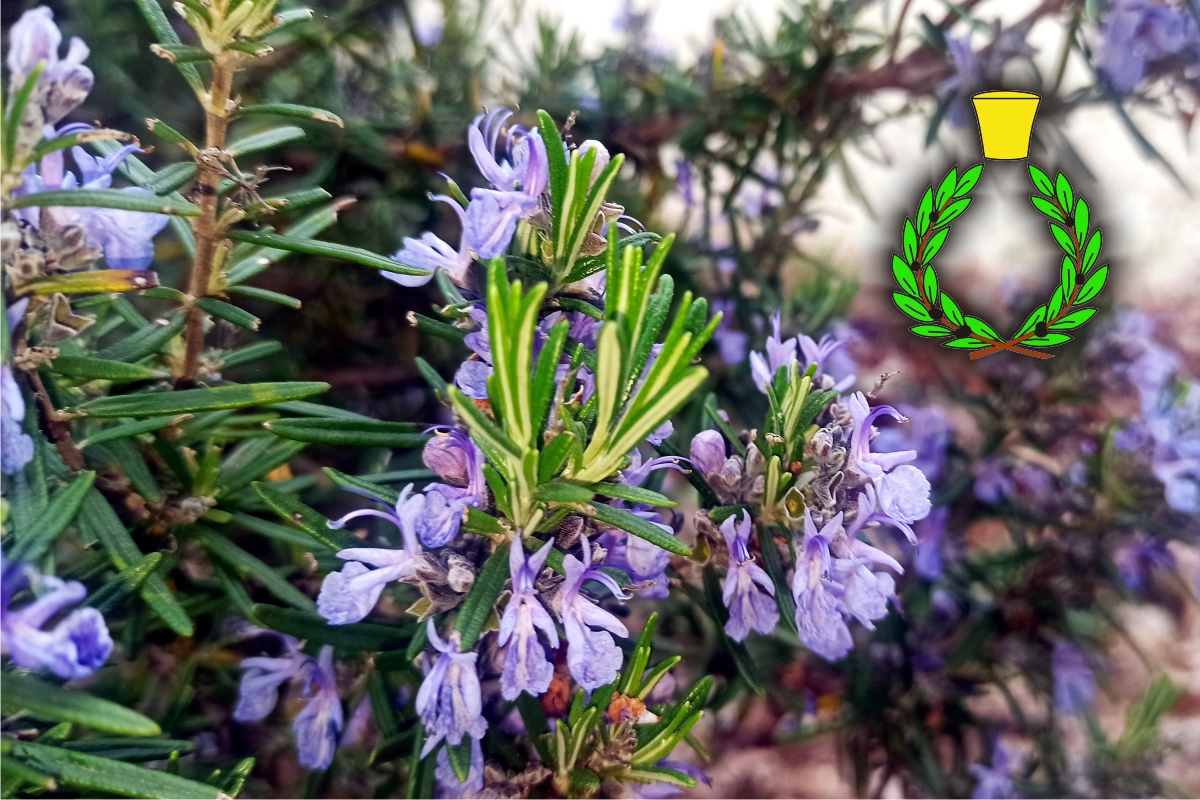 Rosemary in bloom with green leaves and Casalvento symbol with laurel wreath and brass cap above
