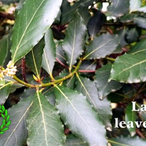 Green laurel leaves have been the symbol of victory since Roman times: a laurel wreath is the Casalvento logo. White writing "bay leaves"