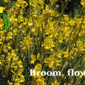 In July the broom flowers paint the green hills of Chianti yellow: white writing "broom flowers"