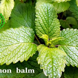 A light green and shoots ready to develop: this is how the lemon balm plant looks in spring in Casalvento. White writing "lemon balm leaves"