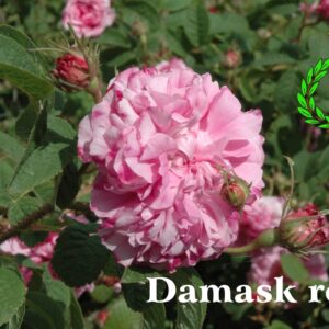 Bocci di rosa di damasco circondano una rosa in piena fioritura. Sullo sfondo di foglie di un verde intenso campeggia la scritta "rosa di Damasco" ed il logo di Casalvento