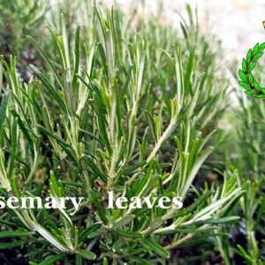 Green rosemary leaves in full bloom; white writing "rosemary leaves" and Casalvento logo