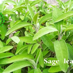 In spring we stop the rapid growth of sage, a botanical with light and very aromatic leaves; white writing "sage leaves"
