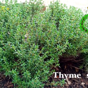 Young thyme plant with twigs full of very green leaves; white writing "thyme plant" and Casalvento logo